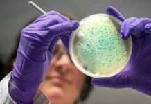 AI designs antibiotics for gonorrhoea and MRSA superbugs In the foreground is a round, translucent, petri dish with tiny blue dots of bacterial growth. It is being held by a scientist, out of focus in the background, wearing a pair of purple latex gloves and using a fine needle-like implement to manipulate the blue bacterial colonies. Image source, Getty Images