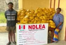 NDLEA arrests drug Kingpin in Delta, intercepts N7.8bn Opioids in Rivers