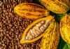Nigeria’s cocoa exports hit N1.2tr