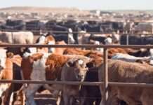 FG projects ₦74bn growth for livestock sector by 2035