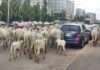 Presidency, Miyetti Allah move to end cattle roaming in Abuja