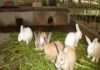 Rabbit farming offers ‘silent wealth’ for Nigerians, says NGO Rabbit farming offers "silent wealth" for Nigerians, says NGO 
