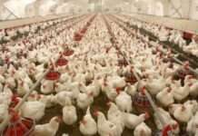Poultry industry accounts for 25% of Nigeria’s agric GDP — PAN