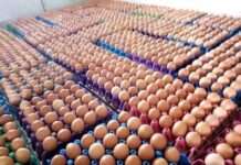 Lagos poultry farmers begin direct sales of eggs to tackle middlemen’s exploitation