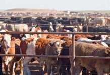 FG projects $74bn GDP boost from livestock sector