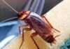Cockroaches are secretly poisoning indoor air