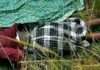 Five decomposed bodies found on Abuja–Kaduna expressway
