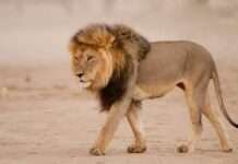 Lion kills woman in US mountain