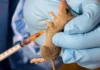 Lassa fever: Two health workers die, 15 infected