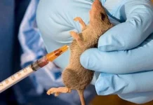 Lassa fever: Two health workers die, 15 infected