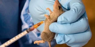 Benue confirms 45 Lassa fever cases, 10 dead