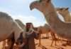 Saudi Arabia to issue passports to 2.2m Camels Saudi Arabia to issue passports to 2.2m Camels