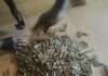 Troops intercept suspect smuggling 800 AK-47 bullets to bandits