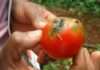 Tomato crisis deepens in Kano as pest outbreak threatens food prices