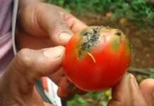 Tomato crisis deepens in Kano as pest outbreak threatens food prices
