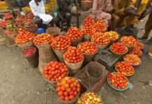Kano tomato farmers suffer N1.5bn losses amid pest outbreak