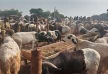Sallah demand pushes ram prices to N1m, cow N2.5m in Kano, Kaduna markets
