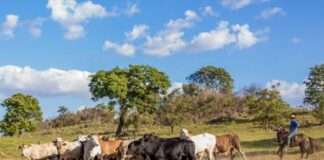 FG promotes ranching to tackle farmer-herder clashes