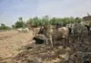 Police foil bandit attack on 3 Sokoto villages, recover rustled livestock