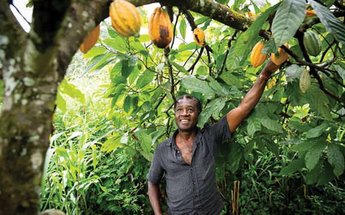 Cocoa-farmer