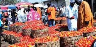 Nigeria may face rice, tomato scarcity in three months — OTACCWA