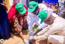 Kano college launches 800-tree drive to tackle climate challenges