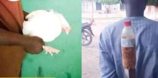 Hisbah nabs man for ‘intoxicating’ chickens before stealing them