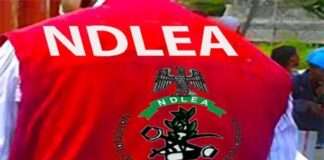 NDLEA Raises The Alarm Over Ogun, Oyo Forests Becoming Targets Of International Drug Cartels